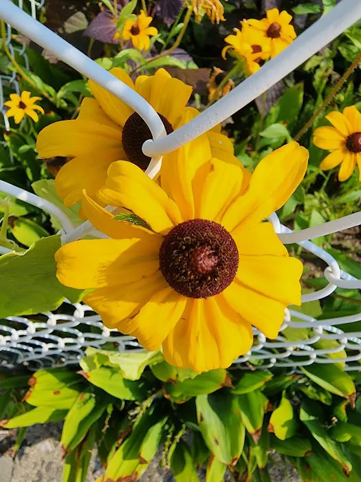 Demera/Santiago Garden Picture 8
