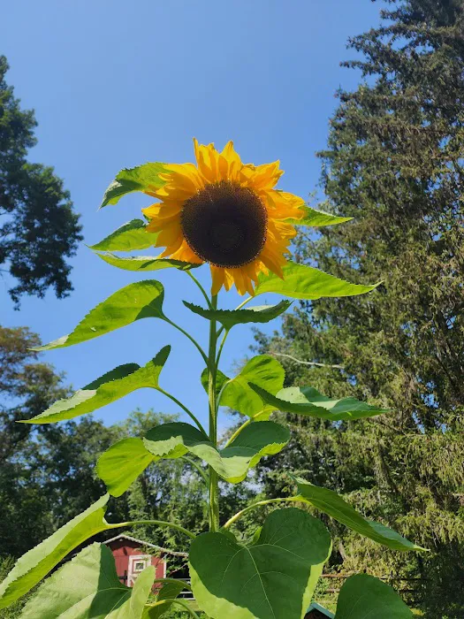 Demera/Santiago Garden Picture 4