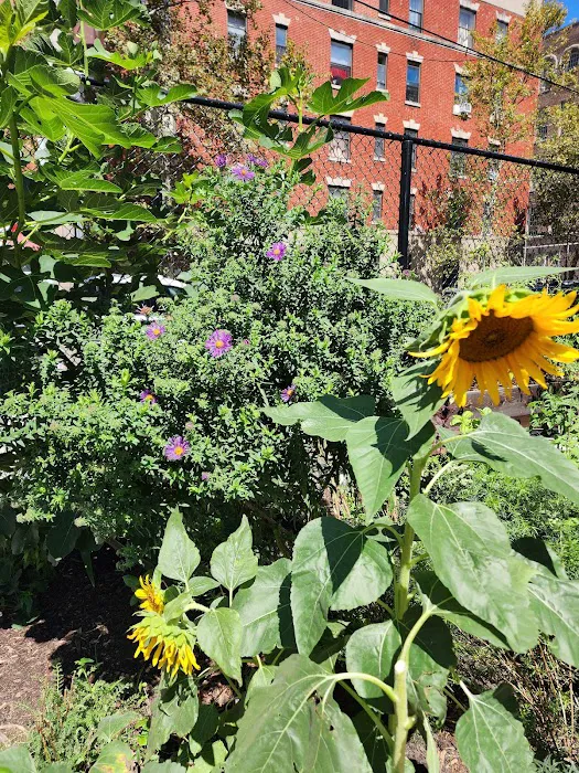 Demera/Santiago Garden Picture 10