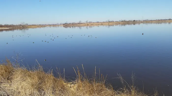 Jamaica Bay Wildlife Refuge Picture 7