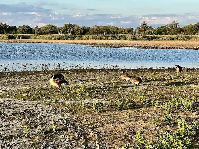 Jamaica Bay Wildlife Refuge Picture 3