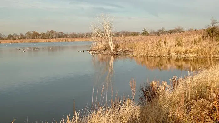 Jamaica Bay Wildlife Refuge Picture 1