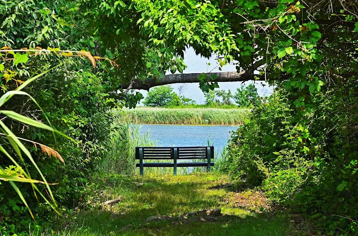 Bird Watching Bench Picture 1