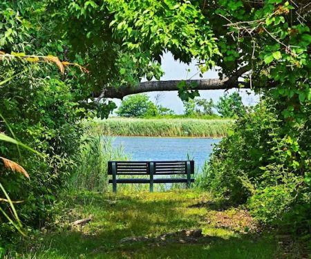 Bird Watching Bench