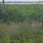 Gateway NRA - Jamaica Bay Unit