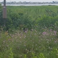 Gateway NRA - Jamaica Bay Unit ico