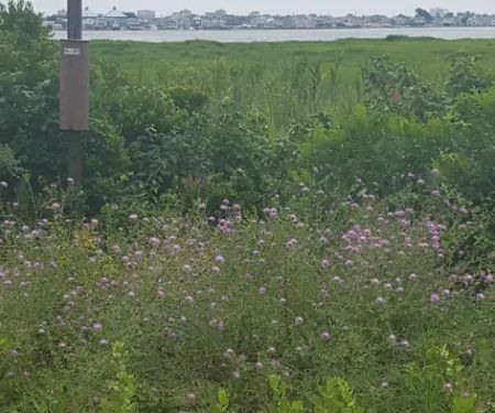 Gateway NRA - Jamaica Bay Unit