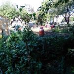 Euclid/Pine Street Block Association Garden