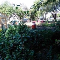 Euclid/Pine Street Block Association Garden ico
