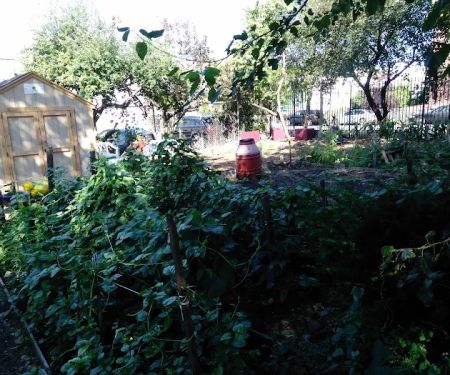 Euclid/Pine Street Block Association Garden