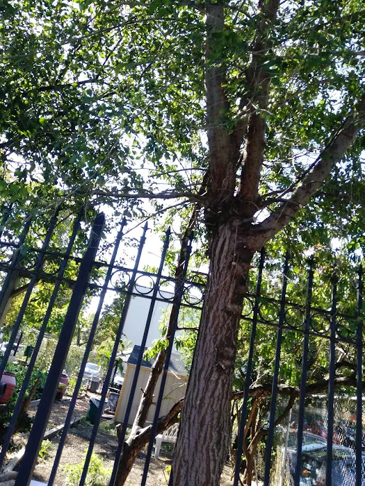 Euclid/Pine Street Block Association Garden Picture 5