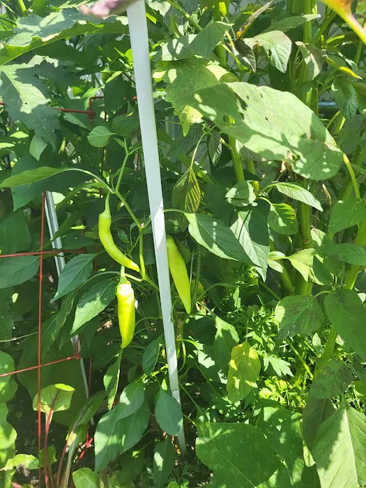Euclid 500 Community Garden Picture 9