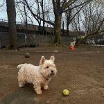 Mafera Dog Park