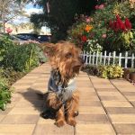 Ridgewood Garden