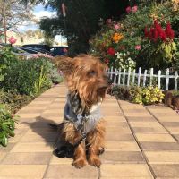 Ridgewood Garden ico