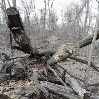 Welty Park ico