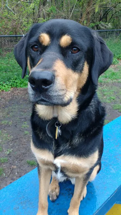 Canine Court Picture 1