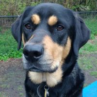 Canine Court ico