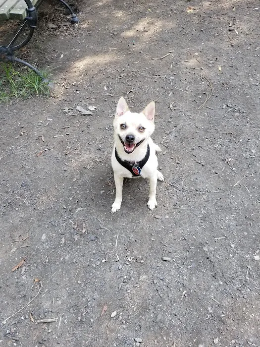 Canine Court Picture 7