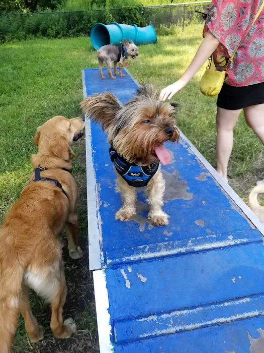 Canine Court Picture 8
