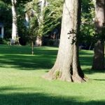Davis Park