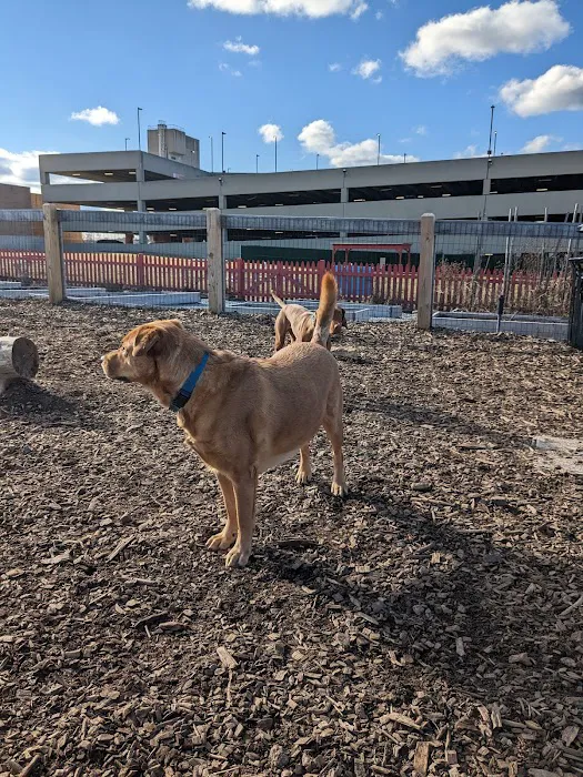 Ridge Hill Dog Park Picture 3