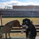Ridge Hill Dog Park