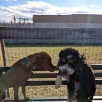 Ridge Hill Dog Park ico