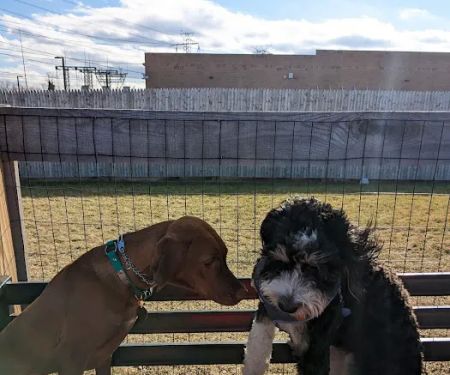 Ridge Hill Dog Park