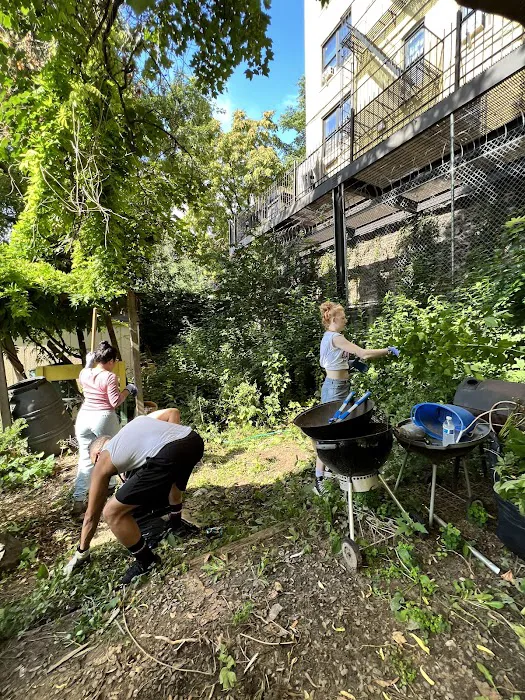 Fordham Bedford Lot-Busters Community Garden Picture 6