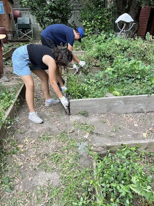 Fordham Bedford Lot-Busters Community Garden Picture 4
