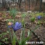 Friends of Brust Park