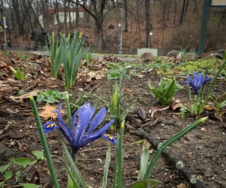 Friends of Brust Park