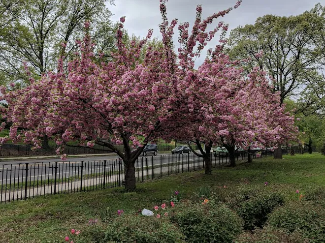 Crotona Park Picture 8