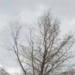 Crotona Park