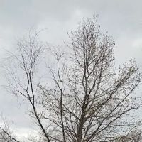 Crotona Park ico