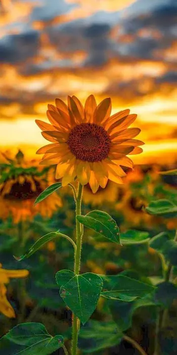 Sunflower Garden Picture 1