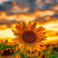 Sunflower Garden ico