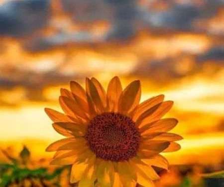 Sunflower Garden
