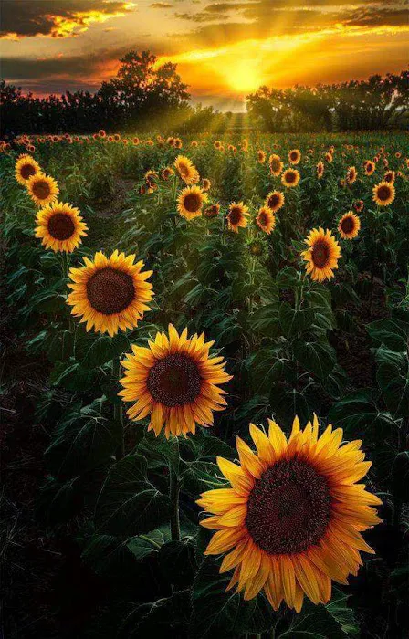 Sunflower Garden Picture 6