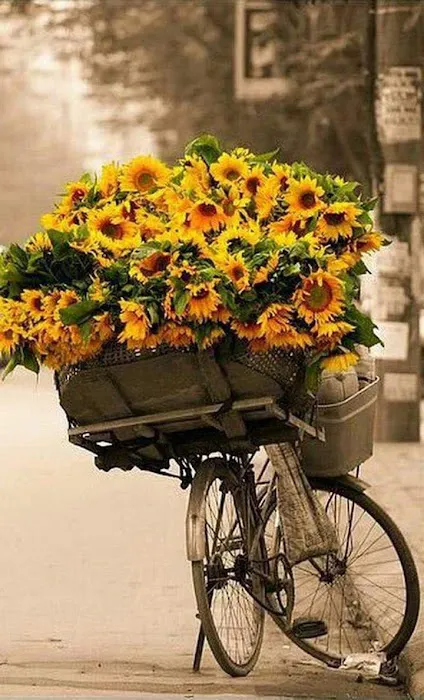 Sunflower Garden Picture 5