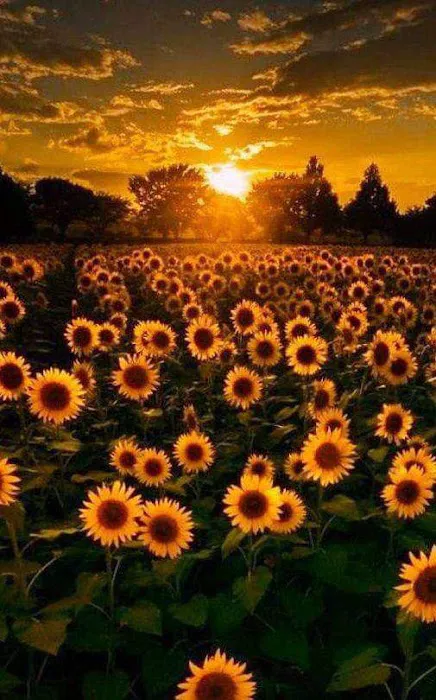 Sunflower Garden Picture 2