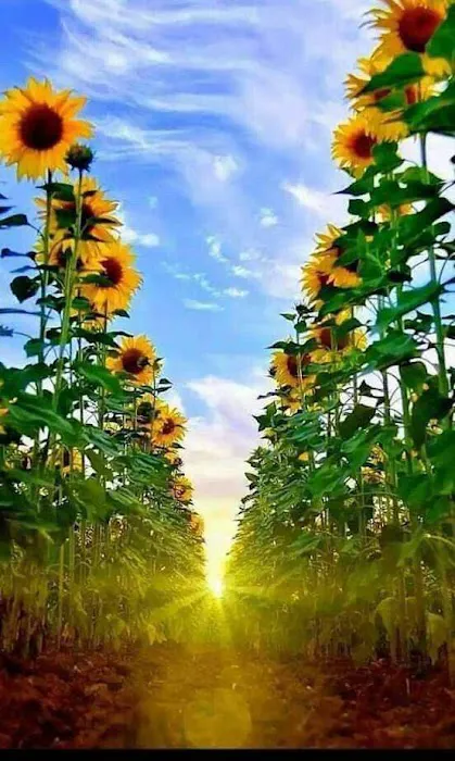 Sunflower Garden Picture 4