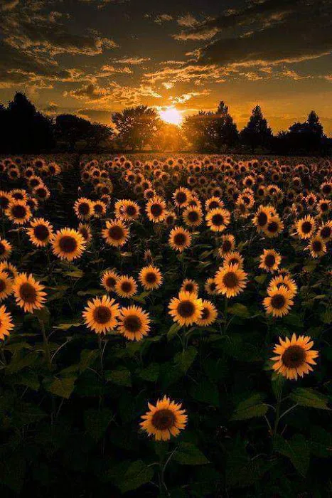 Sunflower Garden Picture 7