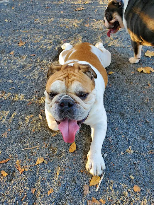 St. Mary's Dog Run Picture 5