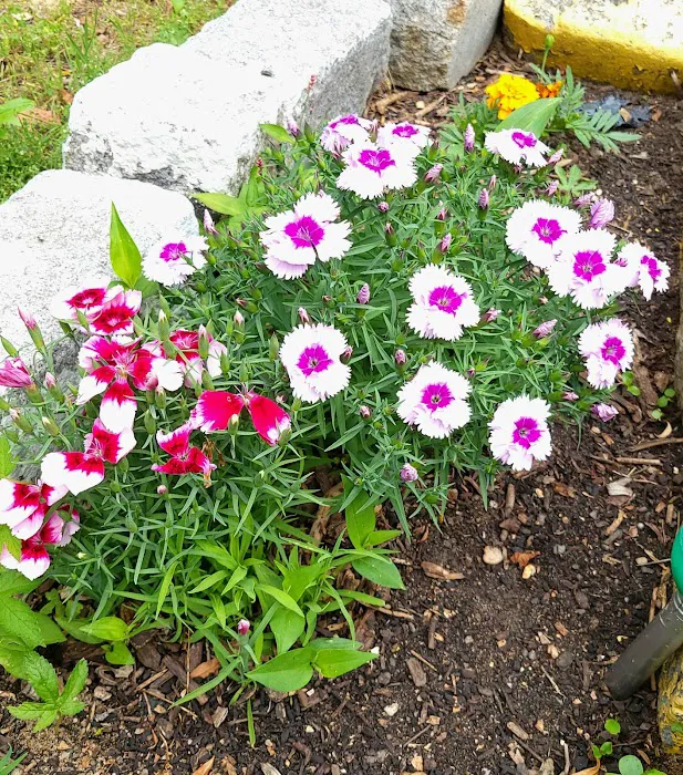 138th Street Community Garden Picture 3