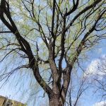 138th Street Community Garden