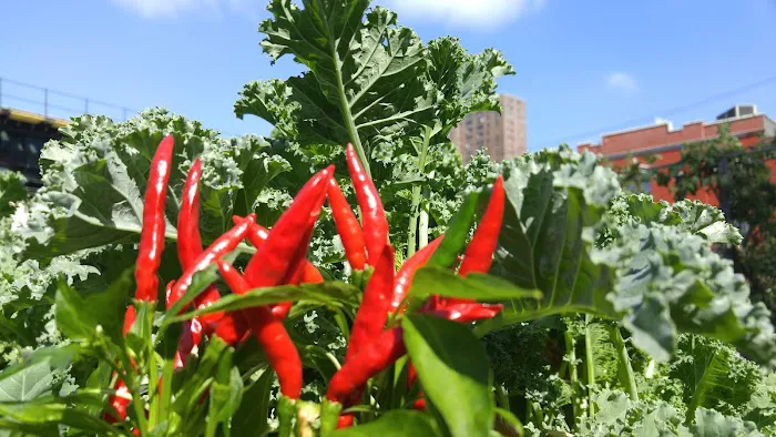 Eagle Slope Community Garden Picture 6