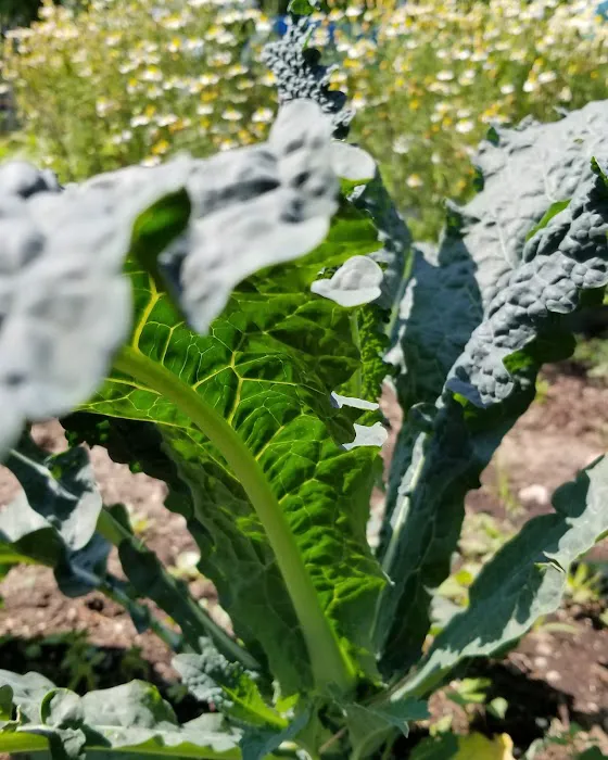 Eagle Slope Community Garden Picture 1