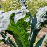 Eagle Slope Community Garden